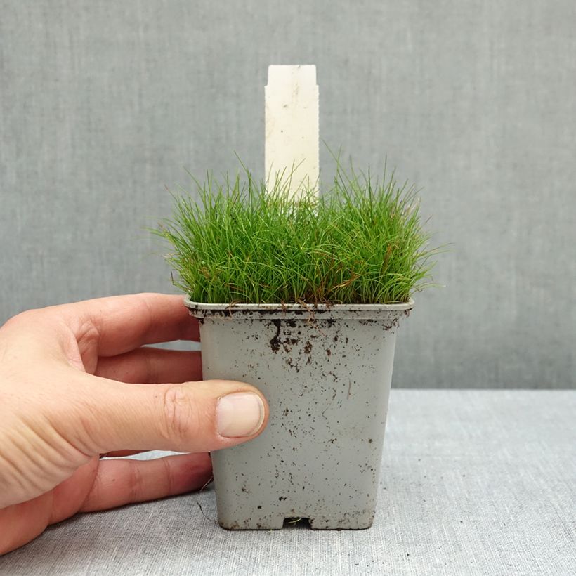 Exemplar von Eleocharis acicularis - Nabel-Sumpfried Kleine Töpfe von 8/9 cm wie im Herbst geliefert