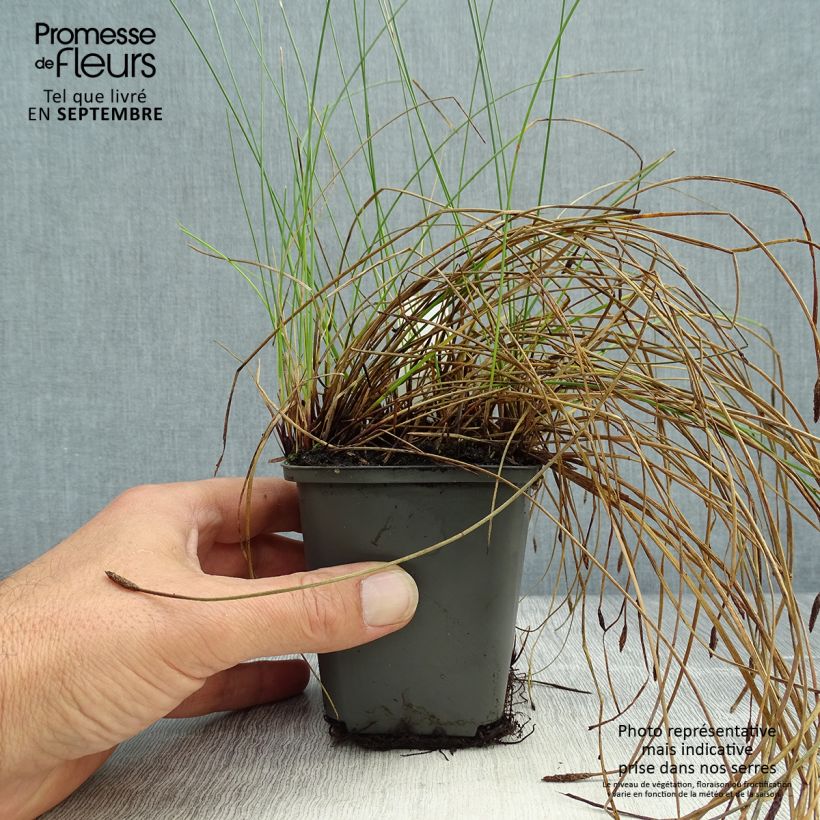 Exemplar von Eleocharis palustris - Gemeines Sumpfried Kleine Töpfe von 8/9 cm wie im Herbst geliefert