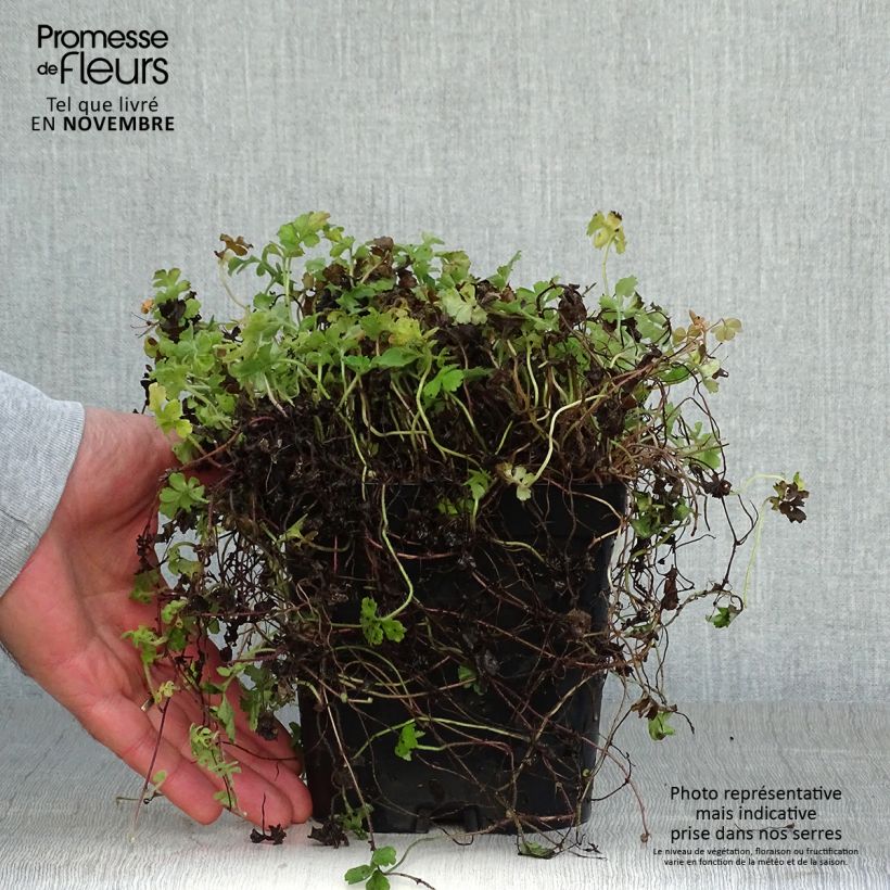 Exemplar von Ellisiophyllum pinnatum - Taiwanesische Schattenblume Topf mit 2L/3L wie im Herbst geliefert