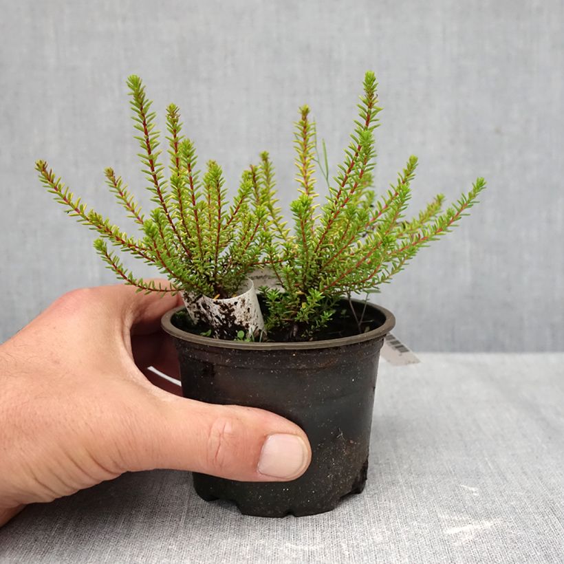Exemplar von Empetrum nigrum Bernstein - Schwarze Krähenbeere Topf 10 cm/11cm wie im Herbst geliefert