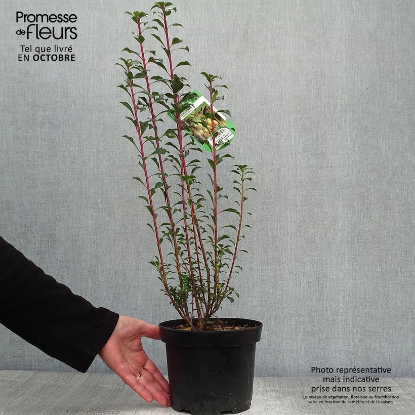 Exemplar von Enkianthus campanulatus - Prachtglocke Topf mit 2L/3L wie im Herbst geliefert