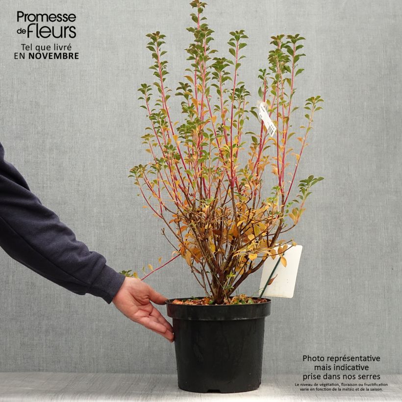 Exemplar von Enkianthus campanulatus - Prachtglocke Topf mit 7,5L/10L wie im Herbst geliefert
