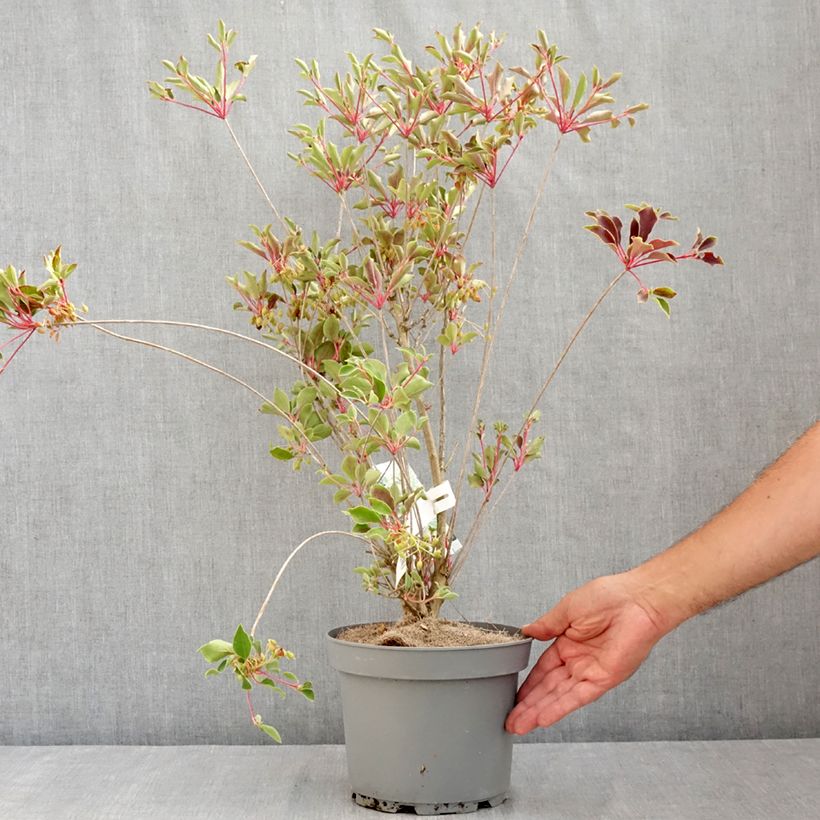 Exemplar von Enkianthus campanulatus Prettycoat - Prachtglocke Topf mit 2L/3L wie im Sommer geliefert