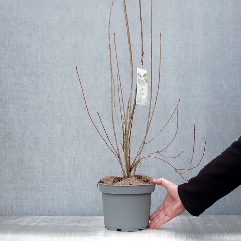 Exemplar von Enkianthus campanulatus Prettycoat - Prachtglocke Topf mit 2L/3L wie im Winter geliefert