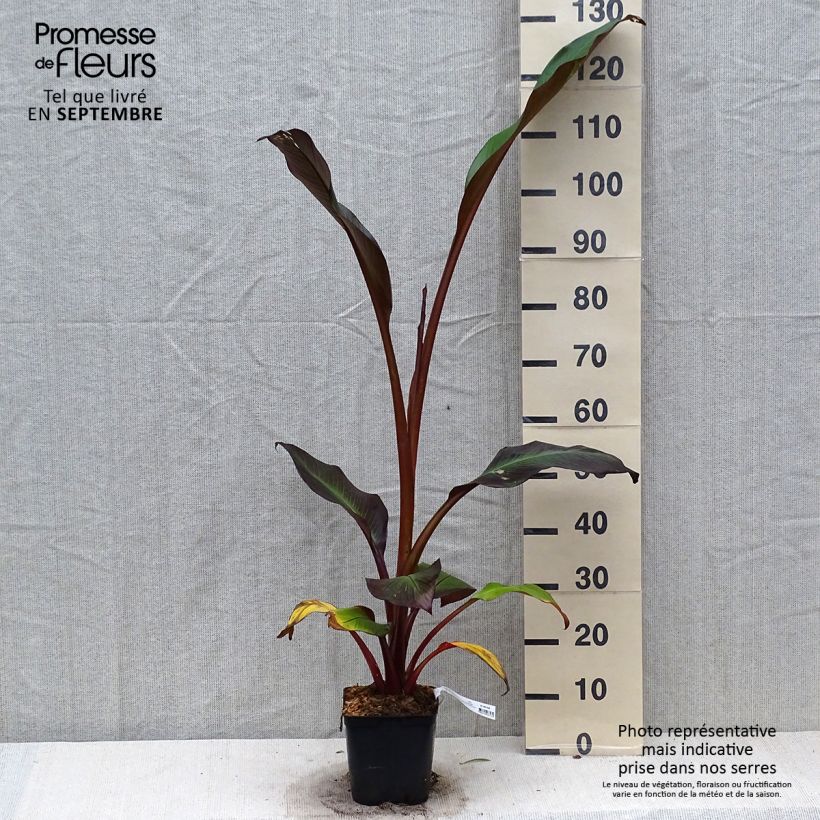 Exemplar von Ensete ventricosum Maurelii - Abessinische Banane Topf mit 2L/3L wie im Herbst geliefert
