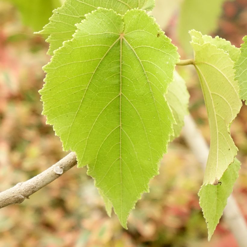 Entelea arborescens - Whau (Laub)