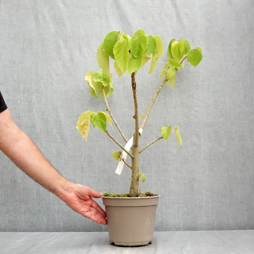 Exemplar von Entelea arborescens - Whau Topf mit 4L/5L wie im Sommer geliefert