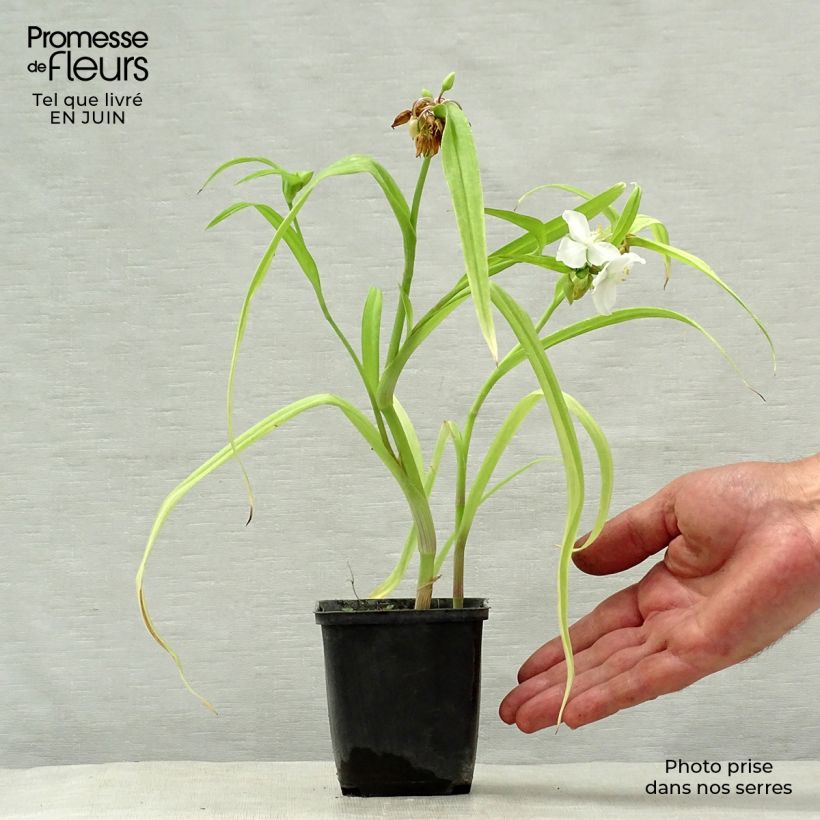 Exemplar von Tradescantia andersoniana Angelic Charm - Dreimasterblume Kleine Töpfe von 8/9 cm wie im Sommer geliefert