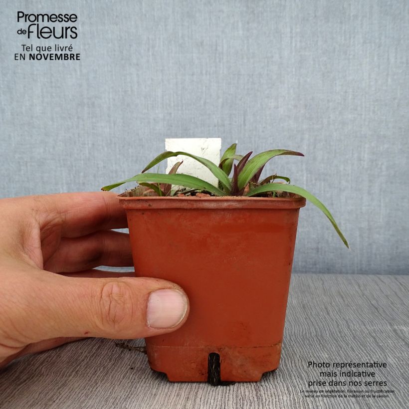Exemplar von Tradescantia andersoniana Angelic Charm - Dreimasterblume Kleine Töpfe von 8/9 cm wie im Herbst geliefert