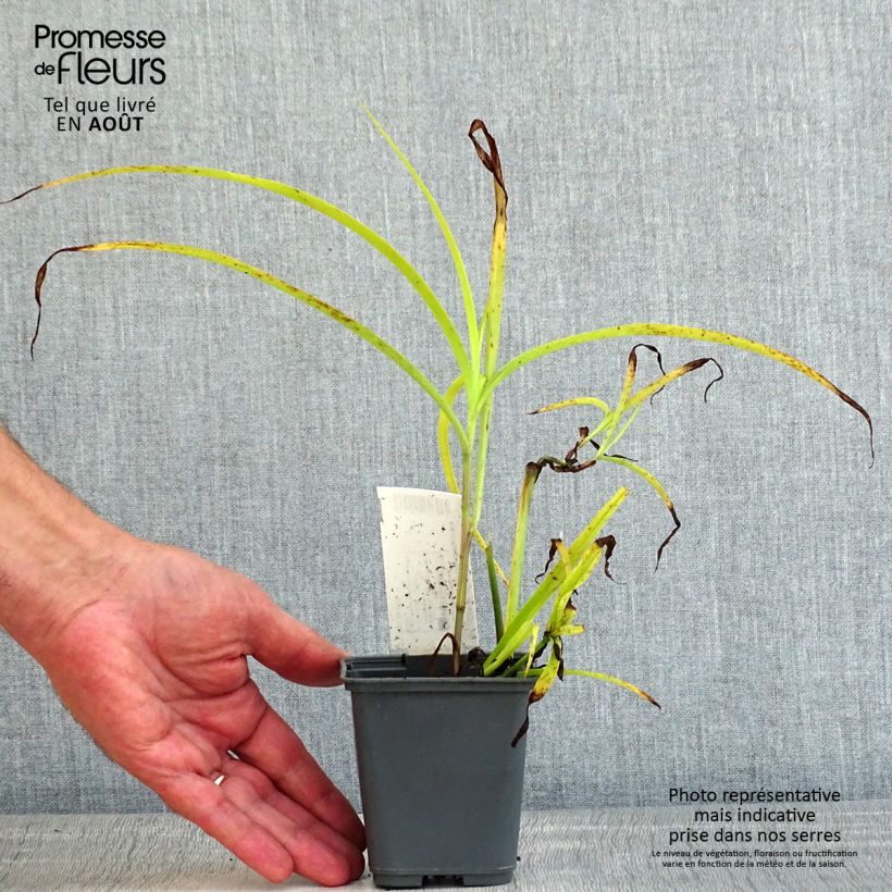 Exemplar von Tradescantia andersoniana Blue and Gold - Dreimasterblume Kleine Töpfe von 8/9 cm wie im Sommer geliefert