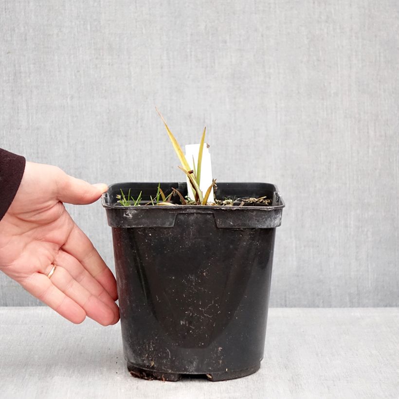 Exemplar von Tradescantia andersoniana Blue and Gold - Dreimasterblume Topf mit 2L/3L wie im Winter geliefert