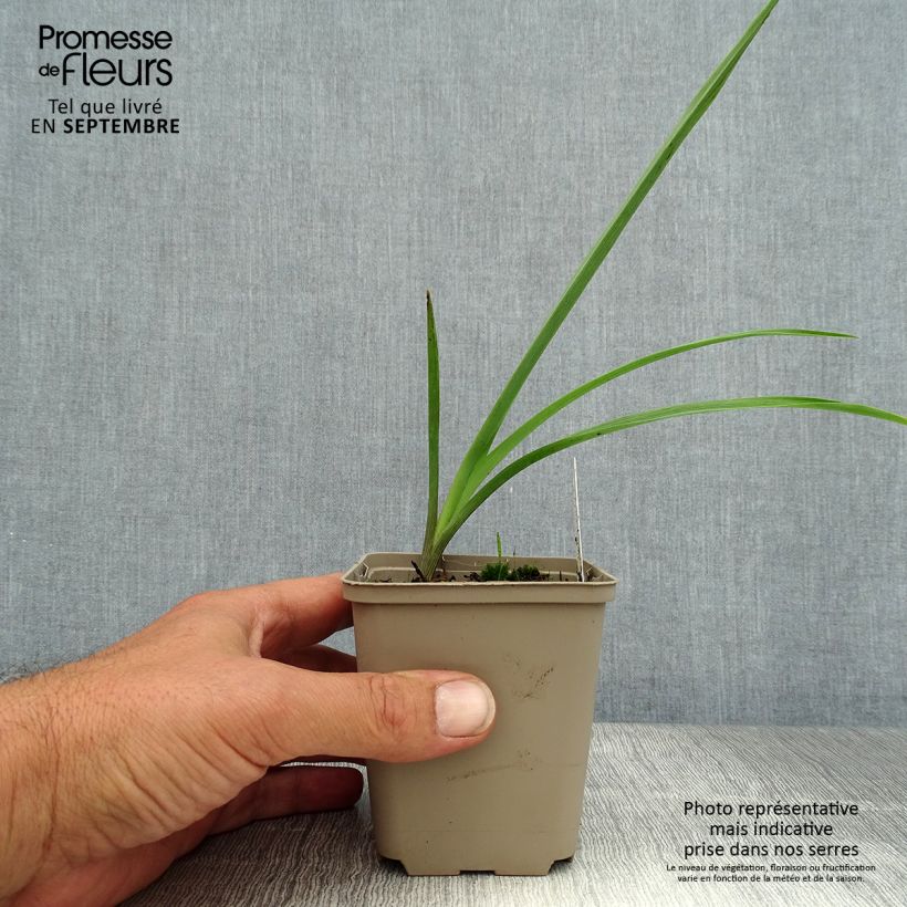 Exemplar von Tradescantia andersoniana JC Weguelin - Dreimasterblume Kleine Töpfe von 8/9 cm wie im Sommer geliefert