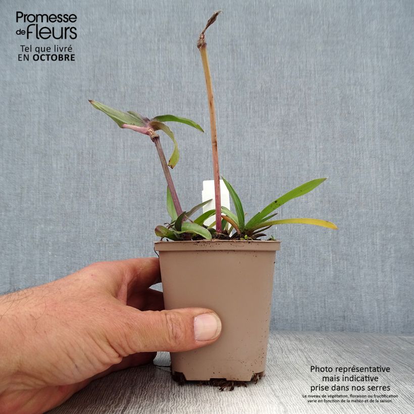 Exemplar von Tradescantia andersoniana Karminglut - Dreimasterblume Kleine Töpfe von 8/9 cm wie im Herbst geliefert