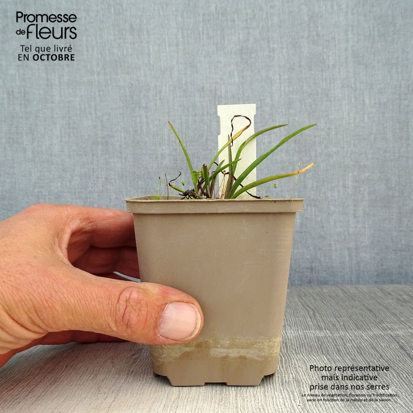 Exemplar von Tradescantia andersoniana Little Doll - Dreimasterblume Kleine Töpfe von 8/9 cm wie im Herbst geliefert