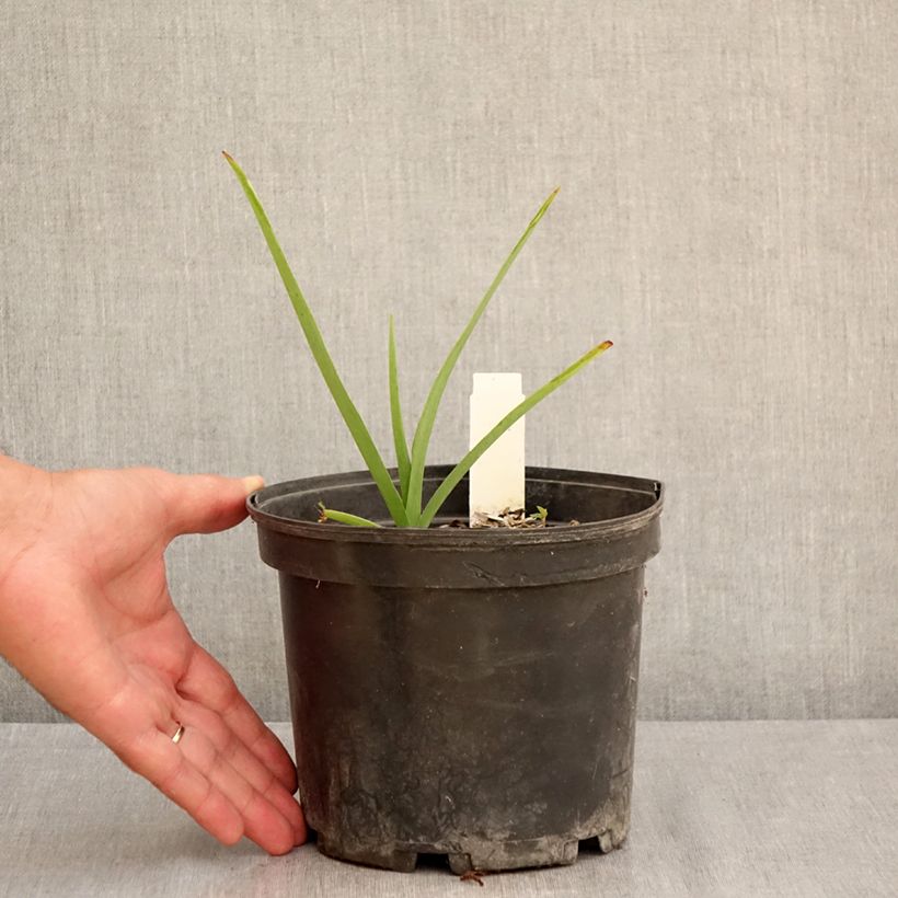 Exemplar von Tradescantia andersoniana Ocean Blue - Dreimasterblume Topf mit 2L/3L wie im Sommer geliefert