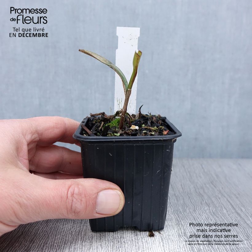 Exemplar von Tradescantia andersoniana Osprey - Dreimasterblume Kleine Töpfe von 8/9 cm wie im Herbst geliefert