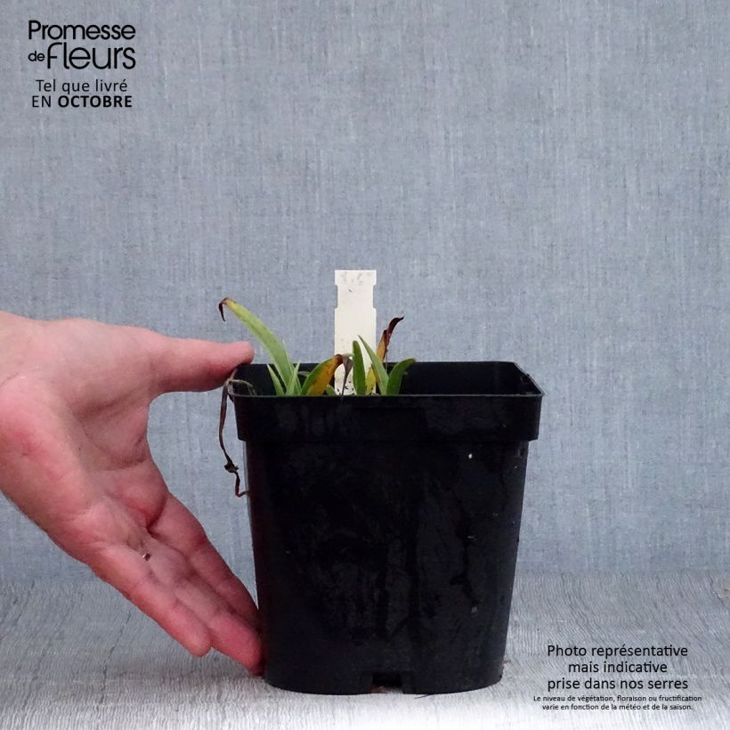 Exemplar von Tradescantia andersoniana Osprey - Dreimasterblume Topf mit 2L/3L wie im Herbst geliefert