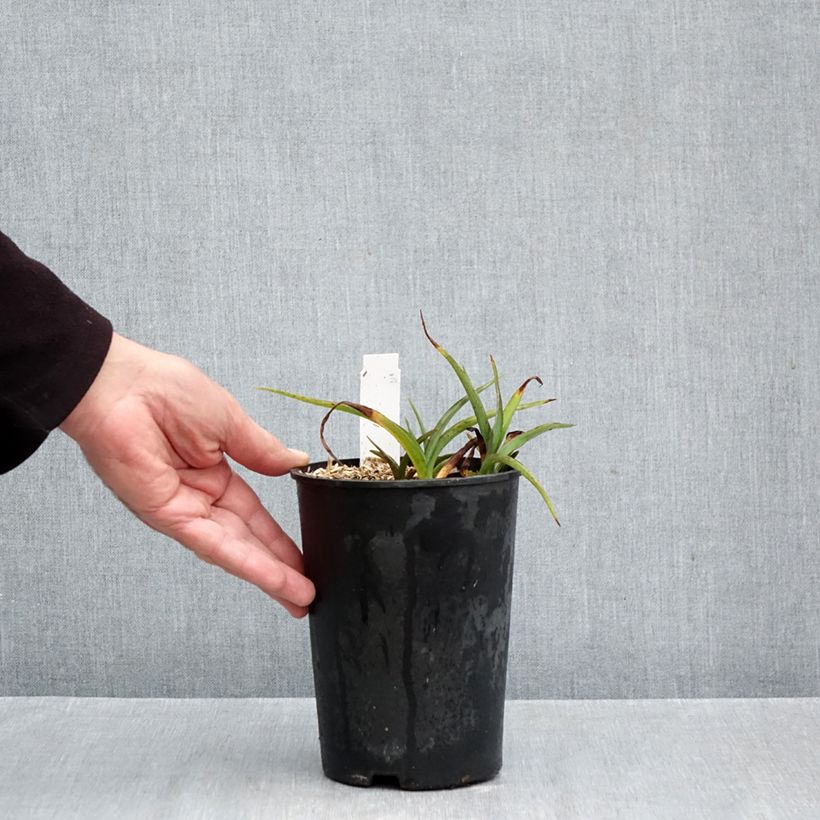 Exemplar von Tradescantia andersoniana Pink Chablis - Dreimasterblume Topf mit 2L/3L wie im Herbst geliefert