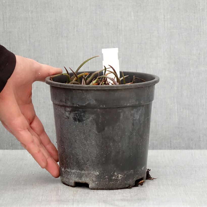 Exemplar von Tradescantia andersoniana Pink Chablis - Dreimasterblume Topf mit 2L/3L wie im Frühjahr geliefert