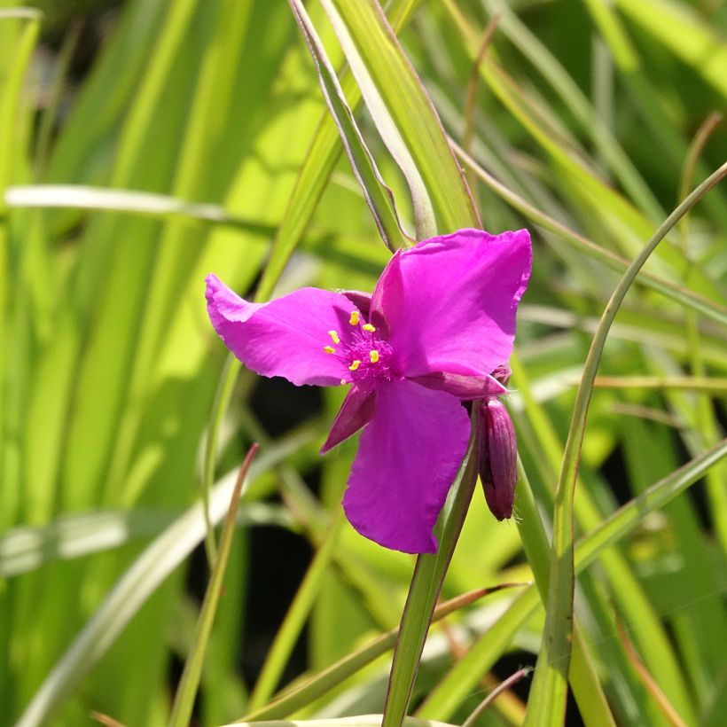 Tradescantia andersoniana Red Grape - Dreimasterblume (Blüte)