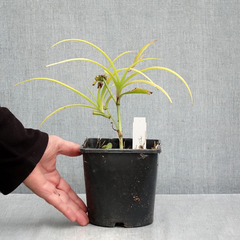 Exemplar von Tradescantia andersoniana Sweet Kate - Dreimasterblume Topf mit 2L/3L wie im Herbst geliefert