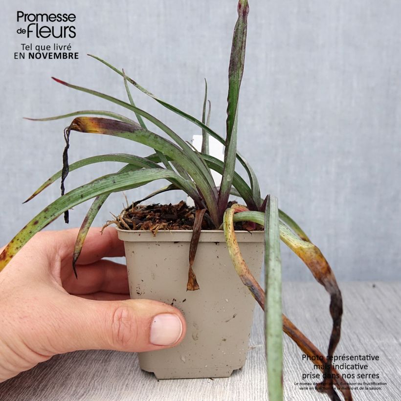 Exemplar von Tradescantia andersoniana Concord Grape - Dreimasterblume Kleine Töpfe von 8/9 cm wie im Herbst geliefert