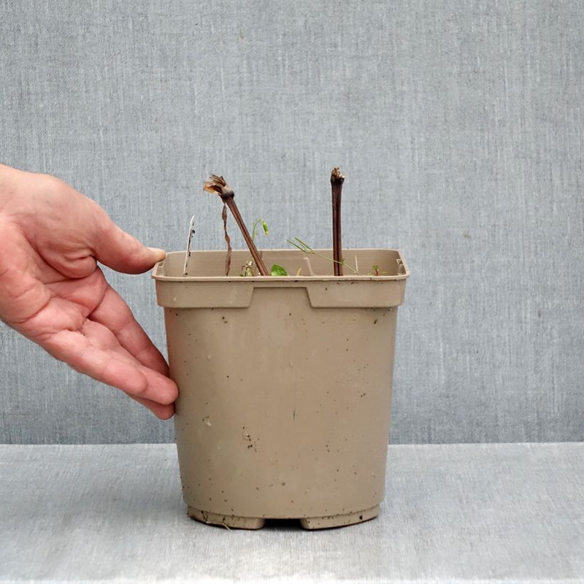 Exemplar von Tradescantia andersoniana Concord Grape - Dreimasterblume Topf mit 2L/3L wie im Herbst geliefert