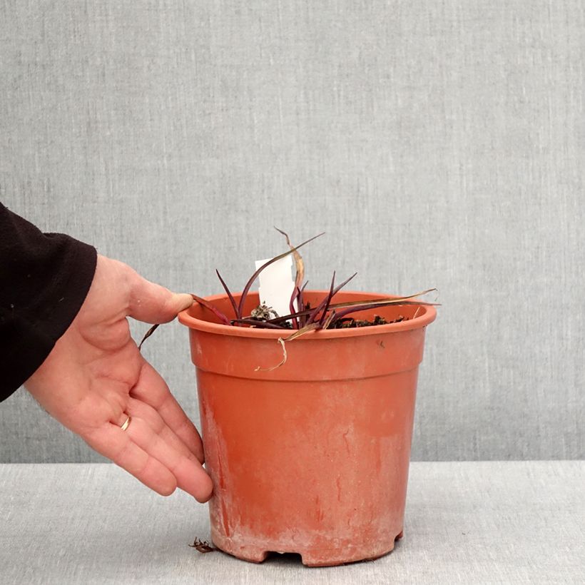 Exemplar von Tradescantia andersoniana Concord Grape - Dreimasterblume Topf mit 2L/3L wie im Frühjahr geliefert