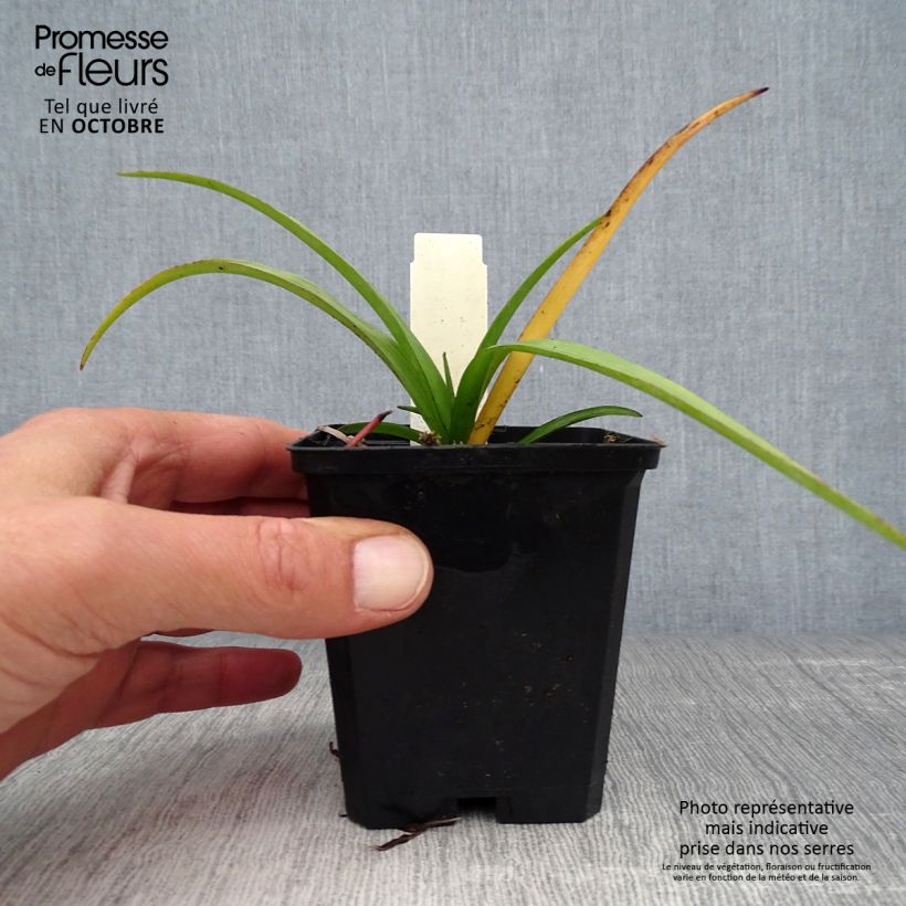 Exemplar von Tradescantia andersoniana Zwanenburg Blue - Dreimasterblume Kleine Töpfe von 8/9 cm wie im Herbst geliefert
