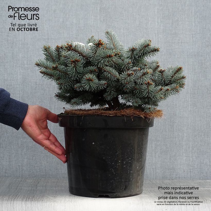Exemplar von Picea pungens Glauca Globosa Topf mit 4L/5L wie im Herbst geliefert