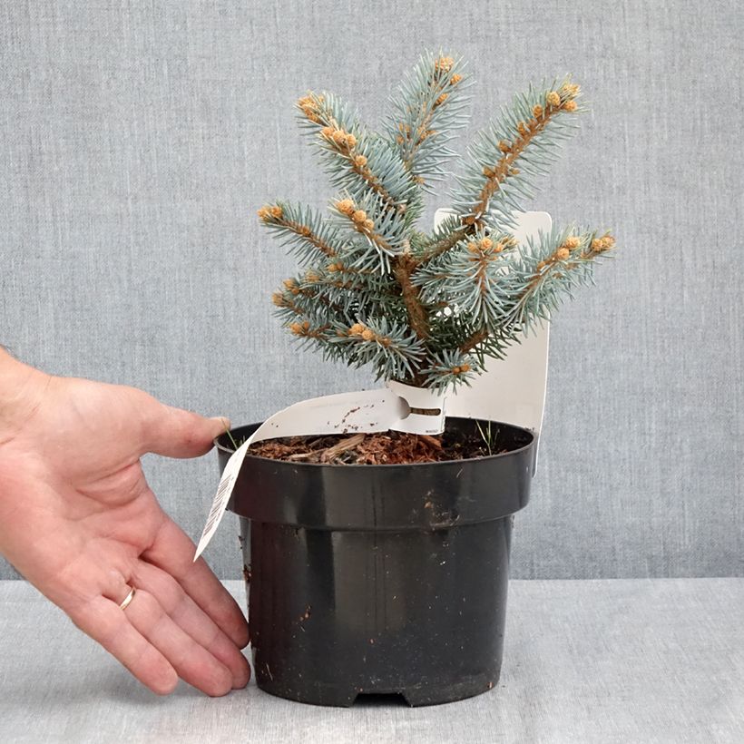Exemplar von Picea pungens Glauca Globosa Topf mit 2L/3L wie im Sommer geliefert