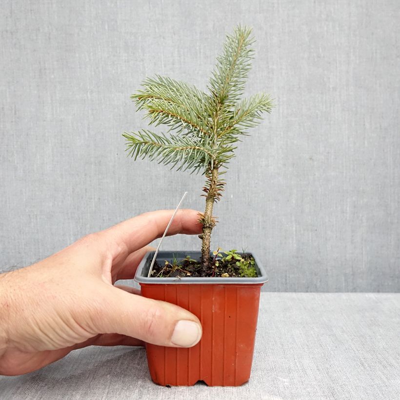 Exemplar von Picea pungens Karpaten Kleine Töpfe von 8/9 cm wie im Herbst geliefert