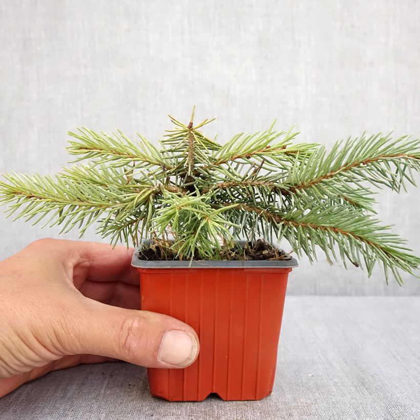 Exemplar von Picea pungens Karpaten Kleine Töpfe von 8/9 cm wie im Sommer geliefert