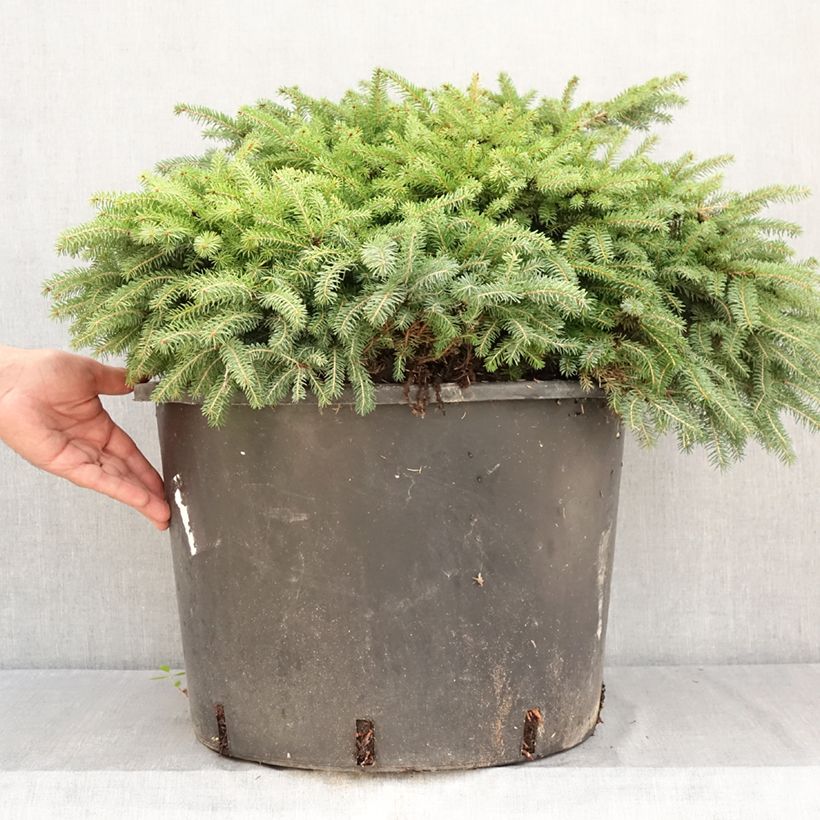 Exemplar von Picea abies Zagwiżdże Topf mit 30L/35L wie im Sommer geliefert