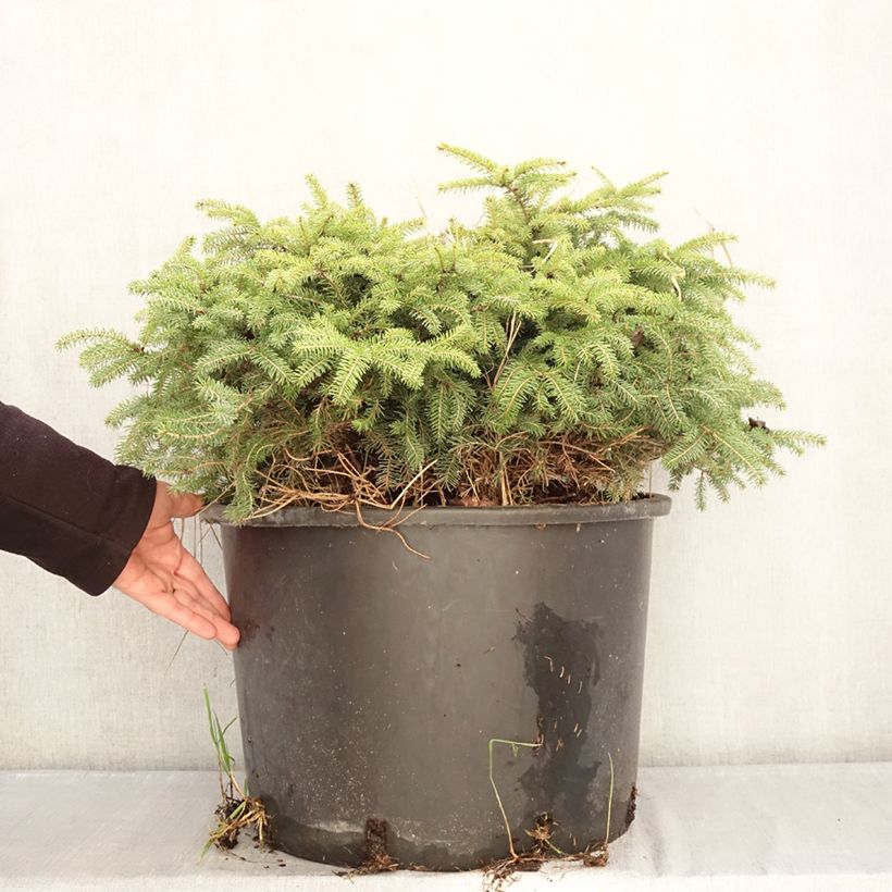 Exemplar von Picea abies Zagwiżdże Topf mit 30L/35L wie im Winter geliefert