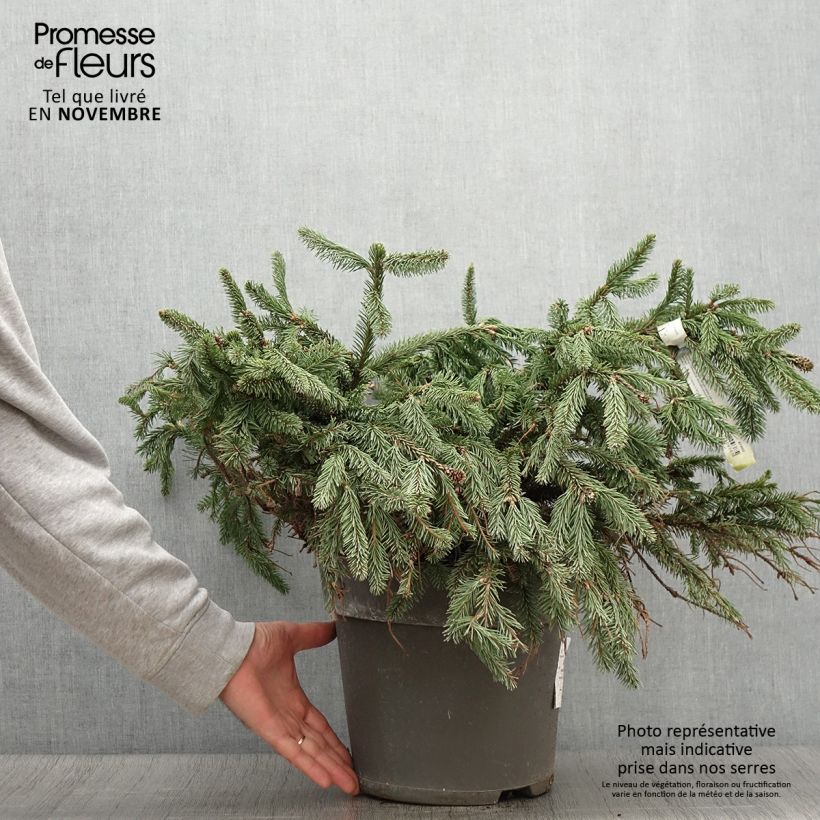 Exemplar von Picea abies Acrocona Topf mit 3L/4L wie im Herbst geliefert