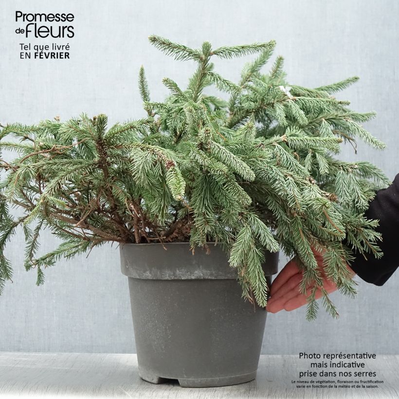 Exemplar von Picea abies Acrocona Topf mit 3L/4L wie im Winter geliefert