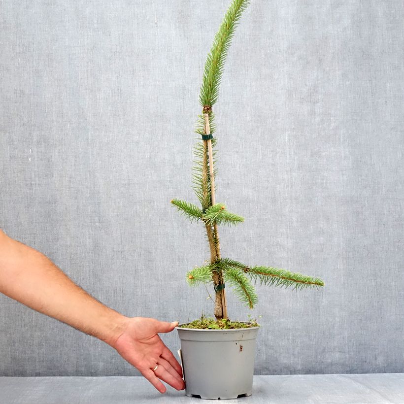 Exemplar von Picea abies Cranstonii Topf mit 3L/4L wie im Sommer geliefert