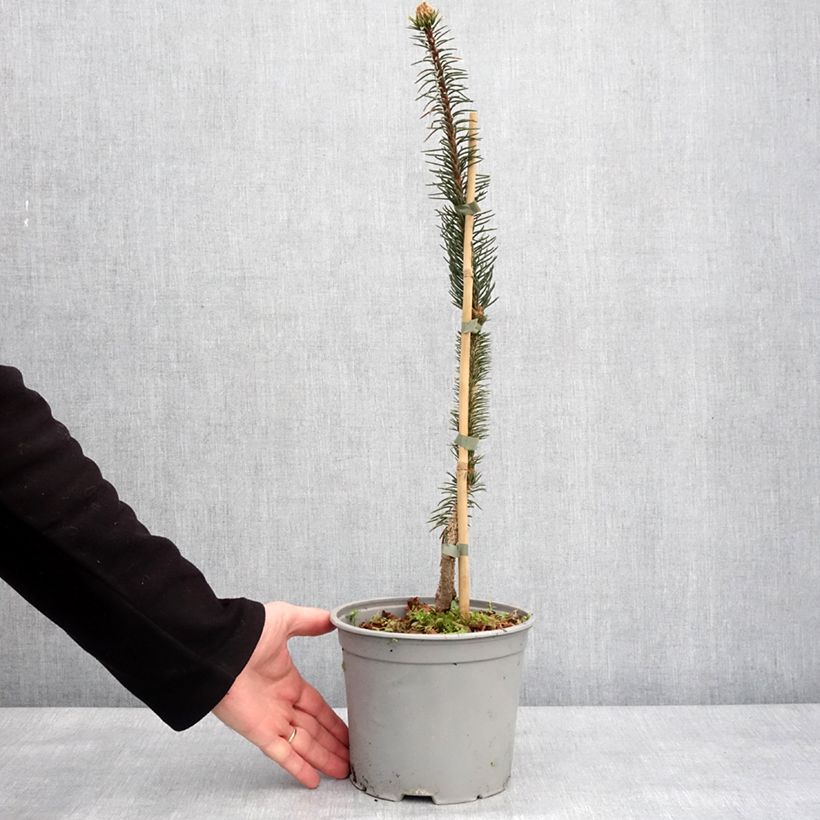 Exemplar von Picea abies Cranstonii Topf mit 3L/4L wie im Winter geliefert