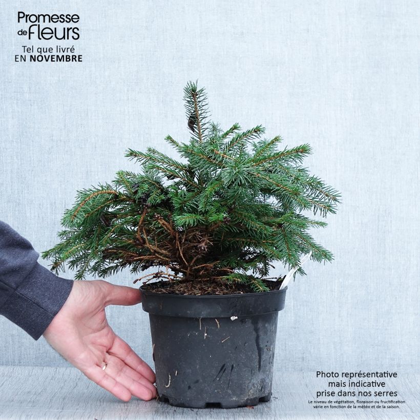 Exemplar von Picea abies Maxwellii Topf mit 2L/3L wie im Herbst geliefert