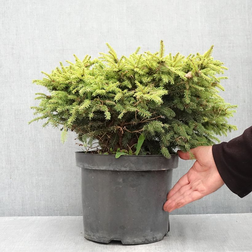 Exemplar von Picea abies Nidiformis Topf mit 7,5L/10L wie im Herbst geliefert