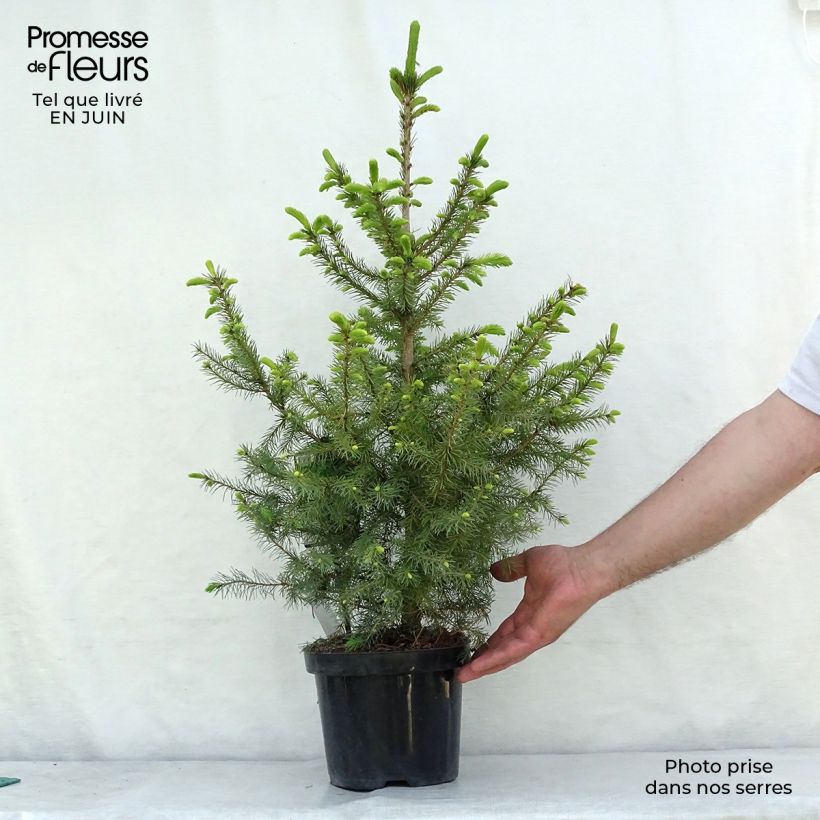 Exemplar von Picea omorika Nana Topf mit 2L/3L wie im Sommer geliefert