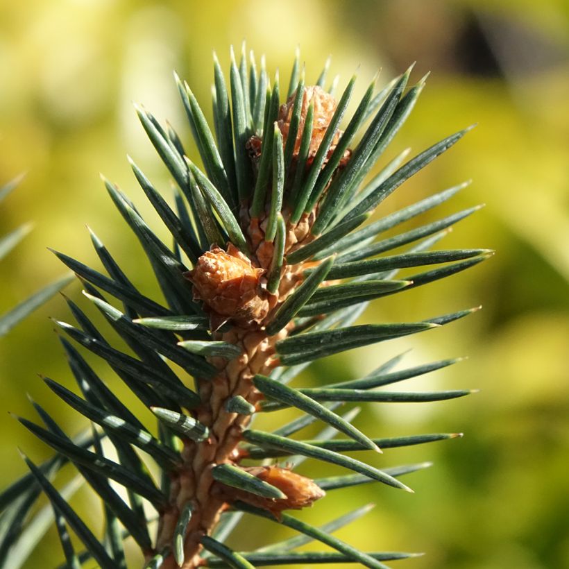 Picea chihuahuana (Laub)