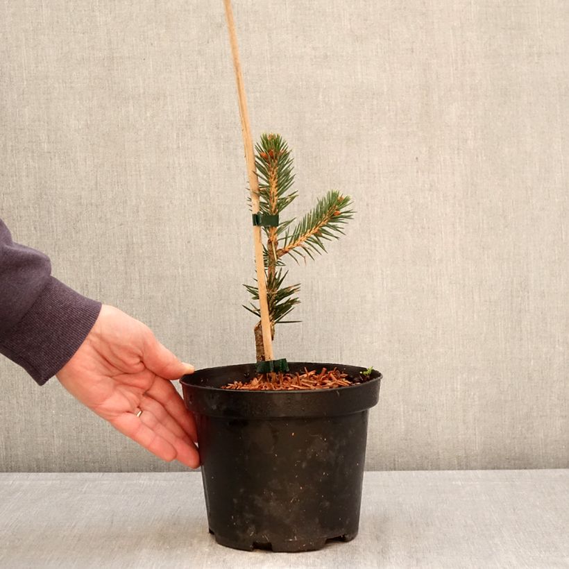 Exemplar von Picea chihuahuana Topf mit 3L/4L wie im Frühjahr geliefert