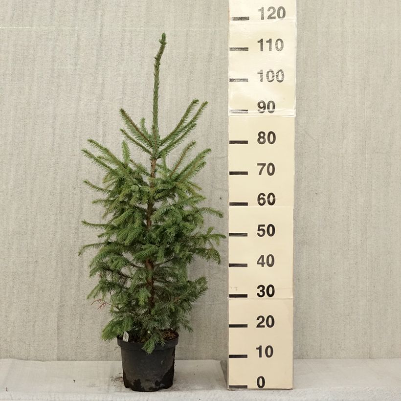 Exemplar von Picea omorika Nana Topf mit 2L/3L wie im Herbst geliefert