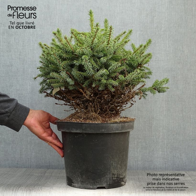 Exemplar von Picea omorika Nana Topf mit 7,5L/10L wie im Herbst geliefert