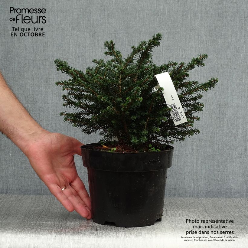 Exemplar von Picea omorika Karel Topf mit 2L/3L wie im Herbst geliefert