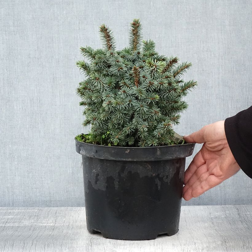 Exemplar von Picea sitchensis Midget Topf mit 4L/5L wie im Herbst geliefert