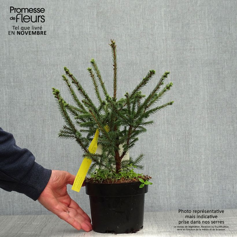 Exemplar von Picea sitchensis Nana Topf mit 2L/3L wie im Herbst geliefert