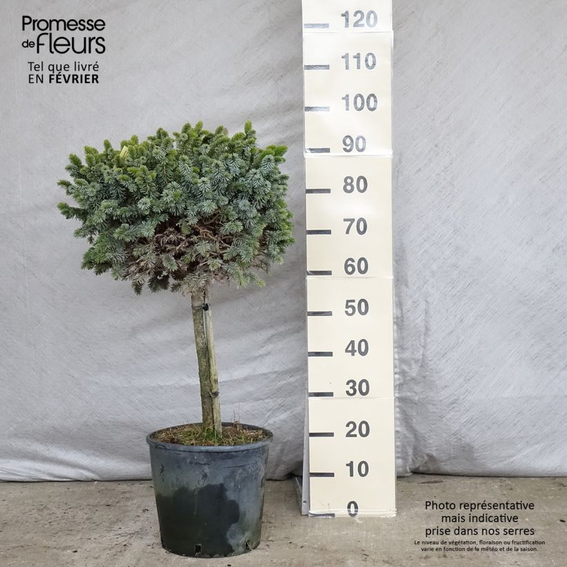 Exemplar von Picea sitchensis Silberzwerg Topf mit 12L/15L wie im Winter geliefert